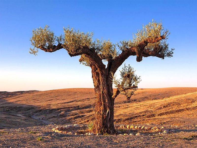 Circuit Marrakech & Experience Unique au Désert d'Agafay pas cher photo 9
