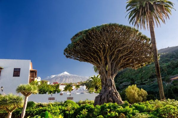Circuit Randonnée entre océan et Teide, logement au Club Jumbo Bluesea Puerto Resort 3* pas cher photo 6