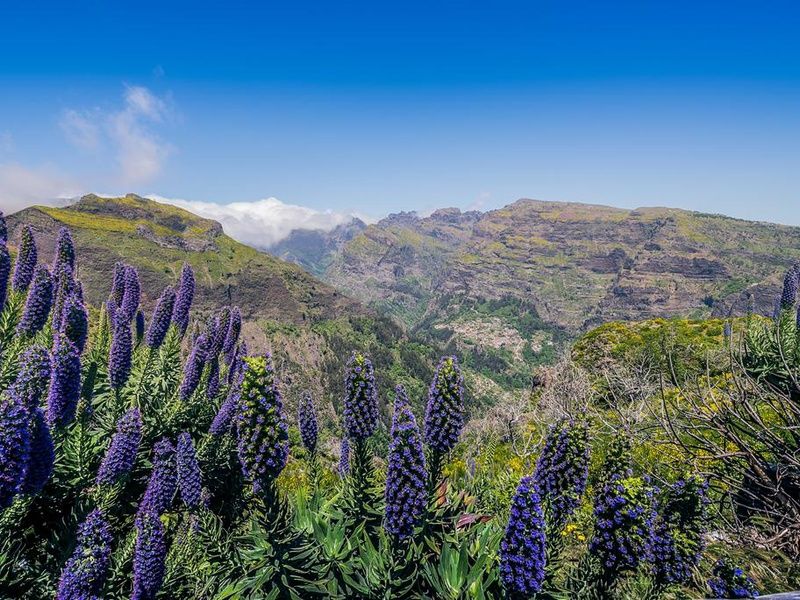 Circuit Joyaux de Madère - Hôtel Do Centro 3* pas cher photo 11