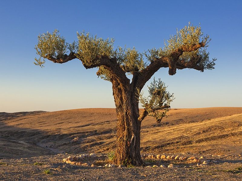 Circuit Entre Mer et Désert pas cher photo 11