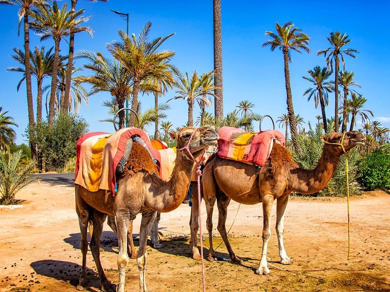 Circuit Entre Mer et Désert pas cher photo 13