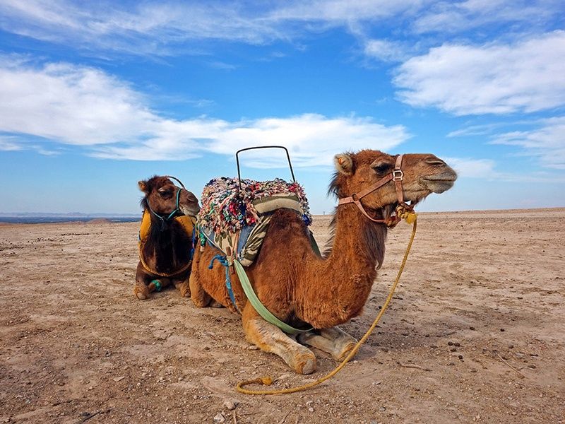 Circuit Entre Mer et Désert pas cher photo 14