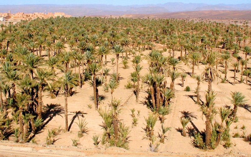Circuit Grand Sud Maroc & Extension Club Coralia Marrakech 4* pas cher photo 16