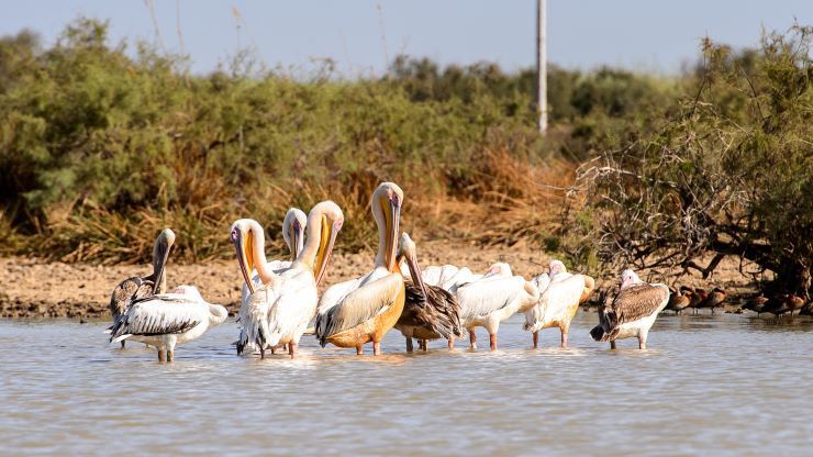Circuit Mythes et Charmes du Sénégal 3* pas cher photo 7