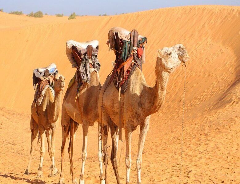 Circuit Mythes et Charmes du Sénégal 3* pas cher photo 3