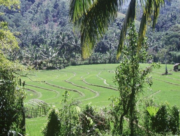 Circuit Beautés du Sri Lanka 4* pas cher photo 8