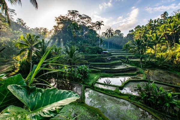Circuit Balade à Bali pas cher photo 15