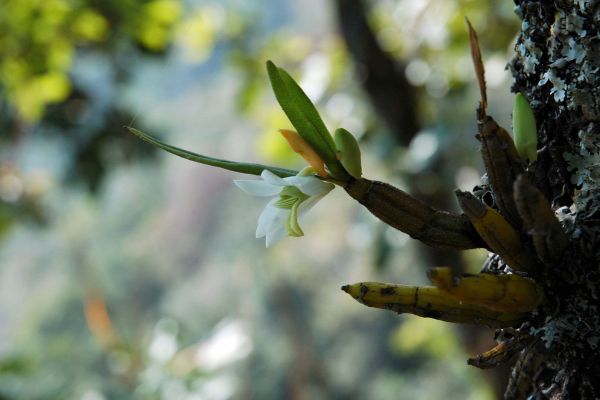 Circuit Thaïlande Insolite, Rencontre avec les Tribus du Nord pas cher photo 28