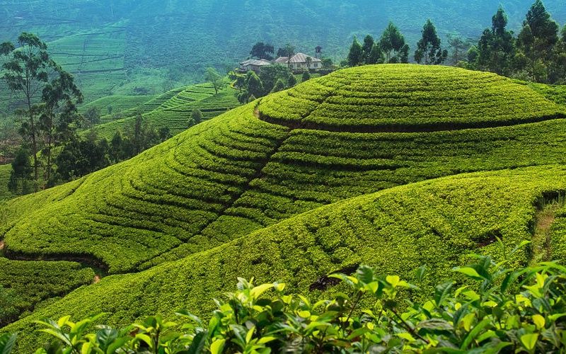 Circuit Découvertes Sri lankaises et extension Kappa Club Anantaya 5* pas cher photo 1