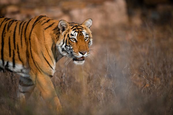 Circuit Le livre de la Jungle, entre oiseaux et tigres, en privatif pas cher photo 1