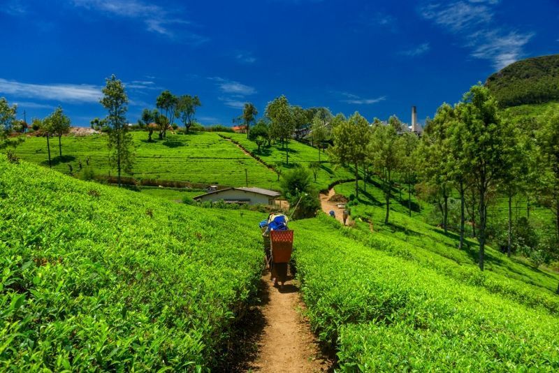 Circuit Les Incontournables du Sri Lanka et Extension hôtel Citrus Waskaduwa 5* pas cher photo 4