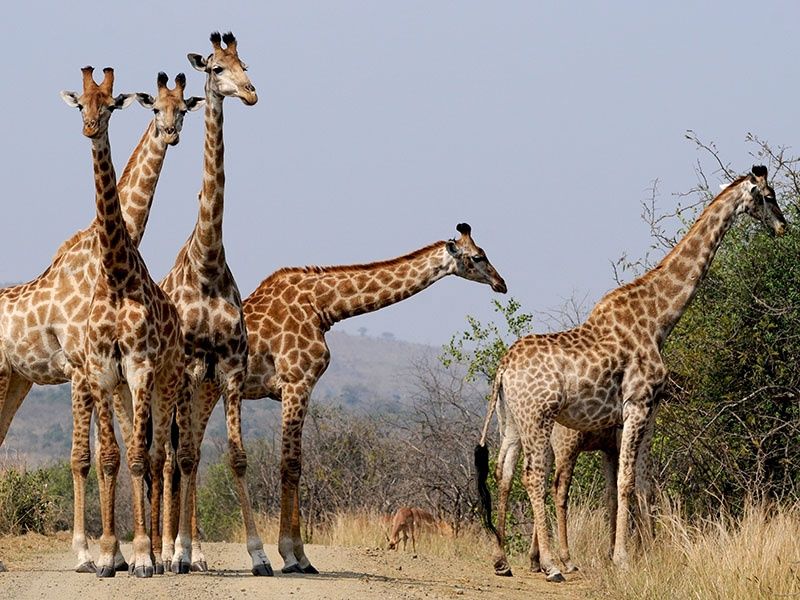 Circuit Sur la piste des Zoulous pas cher photo 11