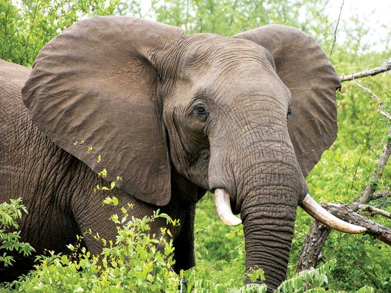 Circuit Canyons et safaris pas cher photo 3