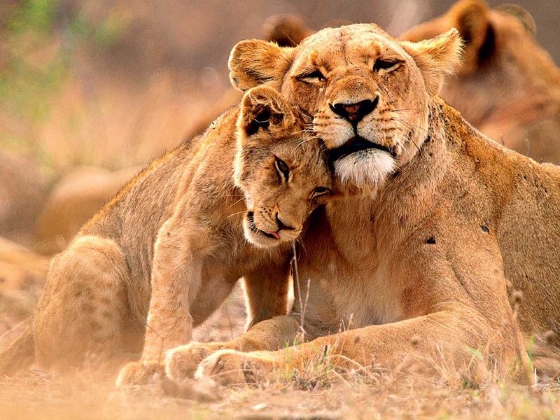 Circuit Canyons et safaris pas cher photo 7