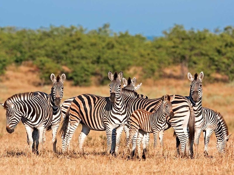 Circuit Canyons et safaris pas cher photo 9