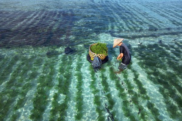 Circuit Secrets de Bali et Plage de Nusa Lembongan pas cher photo 18