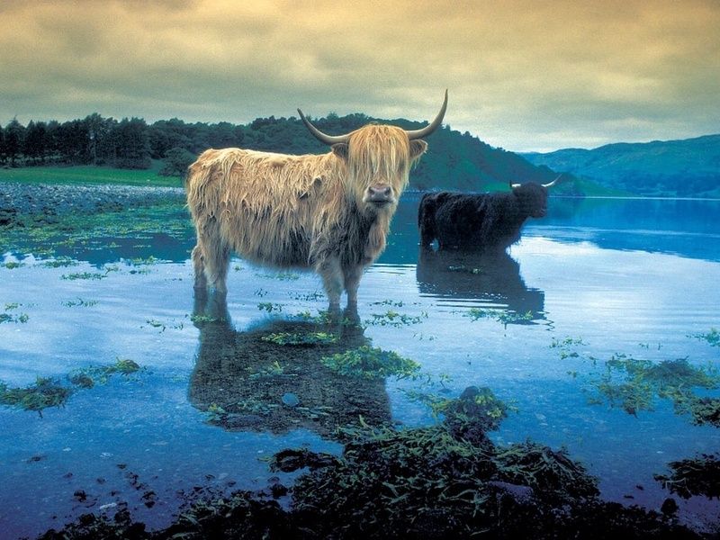 Circuit Cap sur l'Ecosse pas cher photo 3