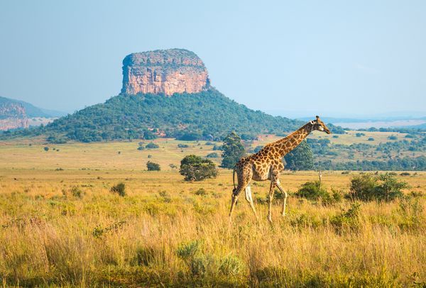 Splendeurs du Parc Kruger 10J/07N - 2025/2026 pas cher photo 1
