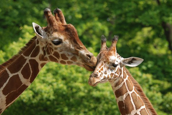 Splendeurs du Parc Kruger 10J/07N - 2025/2026 pas cher photo 15