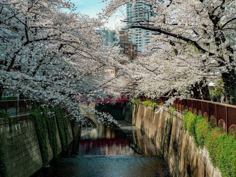 3 Perles du Japon - Circuit individuel pas cher photo 4