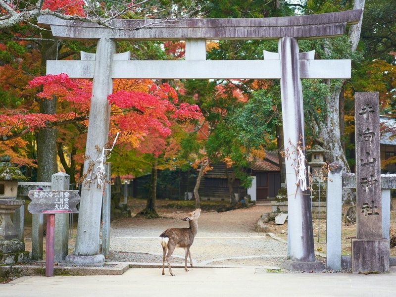 3 Perles du Japon - Circuit individuel pas cher photo 14
