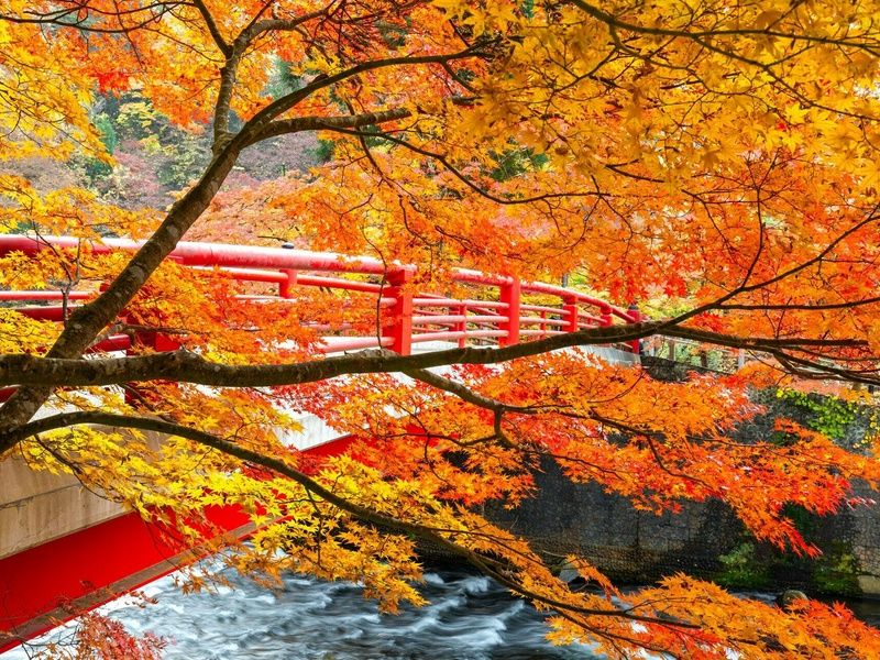 Intensément Japon - Circuit individuel pas cher photo 18