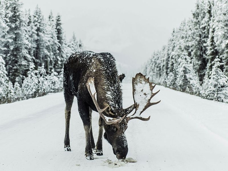 Découverte de l'hiver québécois pas cher photo 5
