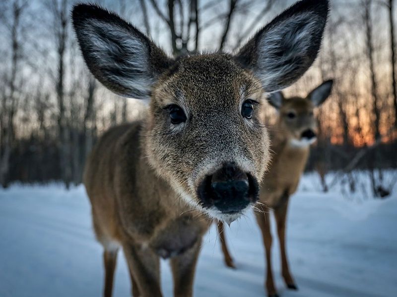 Découverte de l'hiver québécois pas cher photo 6
