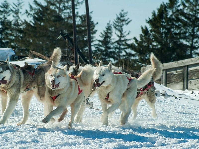 Découverte de l'hiver québécois pas cher photo 10