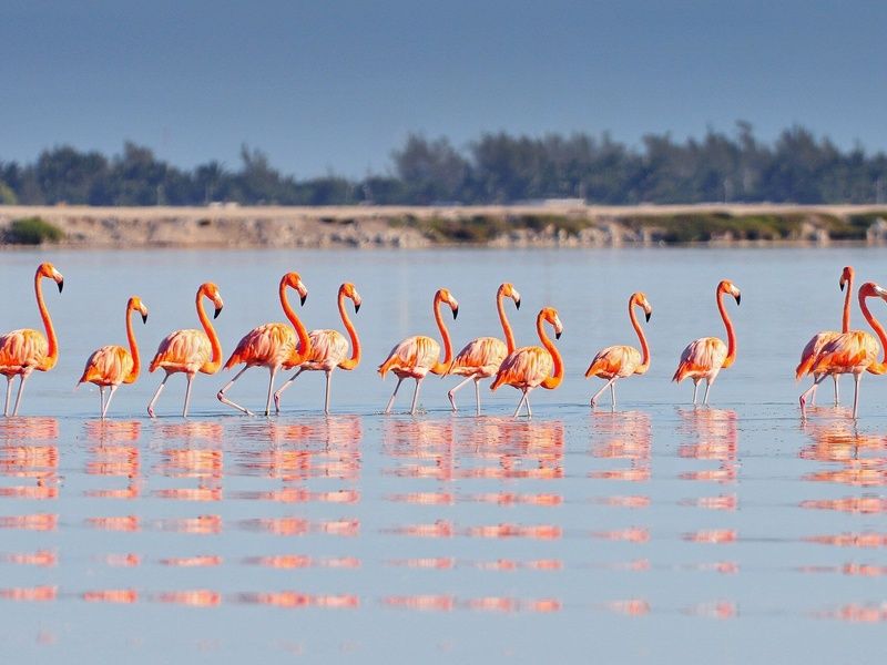 Cap sur le Yucatan ext Playa del Carmen - Reef Playacar 4* - 2025/2026 - 12J/10N - Limité à 20 pers. pas cher photo 3