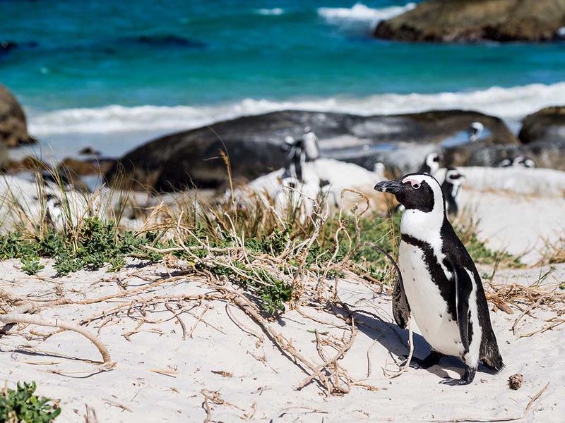 Circuit Cap sur l'Afrique du Sud pas cher photo 4
