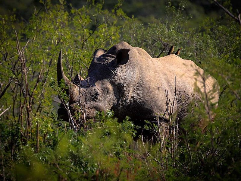 Circuit Cap sur l'Afrique du Sud pas cher photo 9