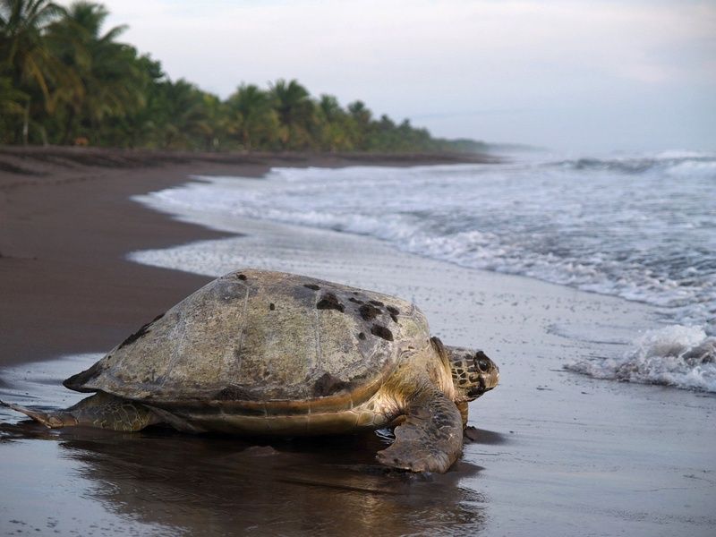 SUR LA ROUTE DU COSTA RICA: MONTEVERDE ET PLAGE (Autotour) pas cher photo 6