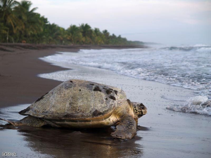 2025/2026 - Autotour De Tortuguero aux plages du Pacifique Vols flexi pas cher photo 3