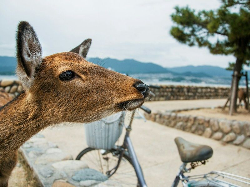 Autotour Japon : Incontournables & Terres Mystérieuses en 3* pas cher photo 17