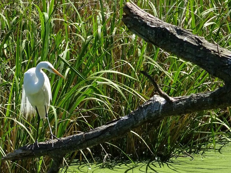 DÉCOUVERTE DE LA LOUISIANE pas cher photo 3