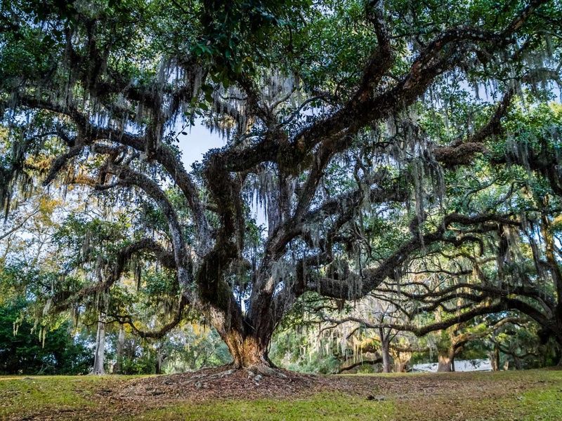 DÉCOUVERTE DE LA LOUISIANE pas cher photo 5