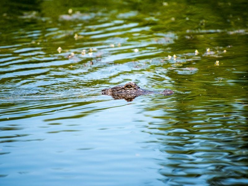 DÉCOUVERTE DE LA LOUISIANE pas cher photo 6