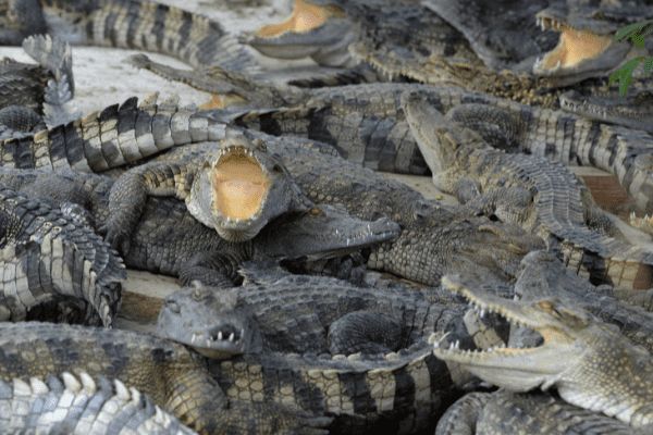 Circuit Lotus du Cambodge pas cher photo 22