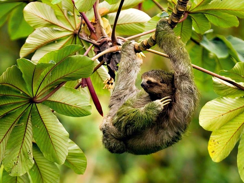 Circuit Costa Rica Nature pas cher photo 10
