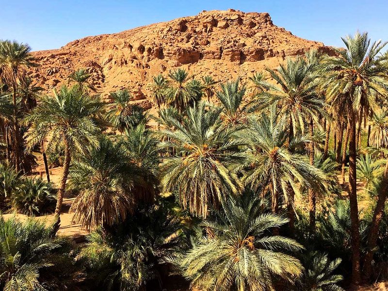 Circuit La boucle des Oasis : les jardins de la Saoura pas cher photo 3