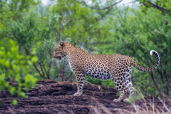 Circuit Trésors du Sri Lanka en Privatif et plage à Pasikudah 3* pas cher photo 23