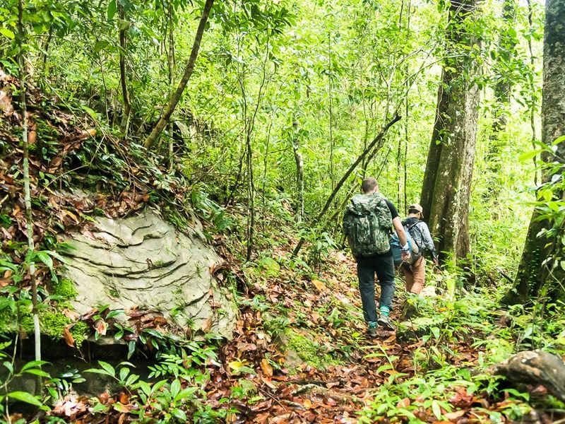 Circuit Traversée de la jungle luxuriante pas cher photo 6