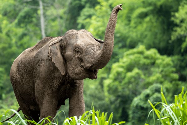 Circuit Jasmin de Thaïlande en Privatif et Plage de Krabi 5* pas cher photo 17