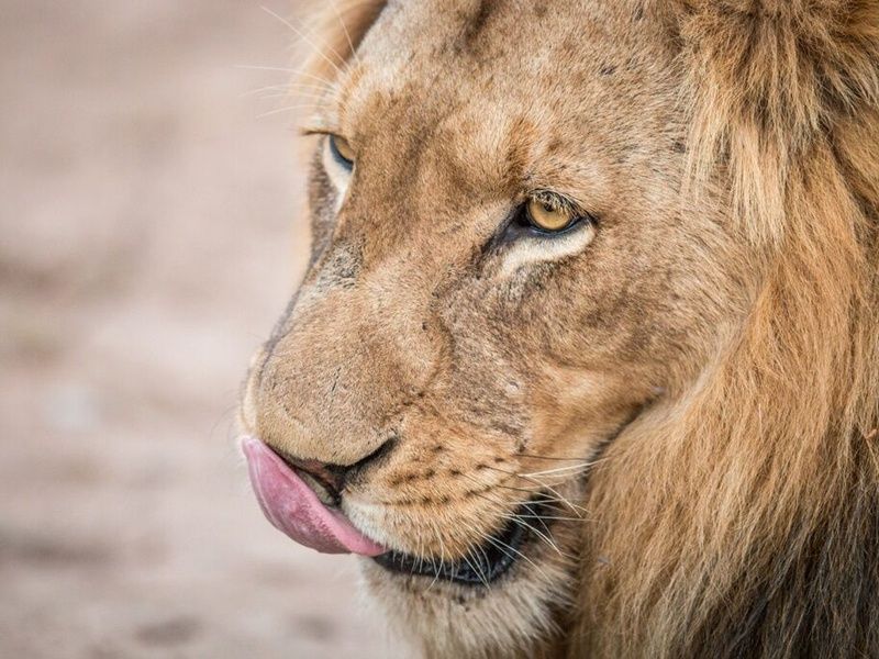 Circuit Magie de l'Afrique du Sud pas cher photo 3