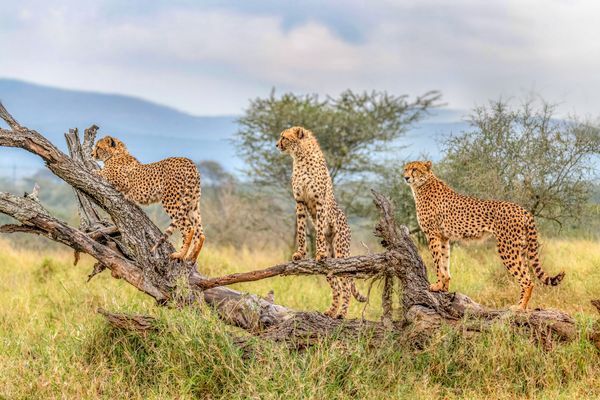 Merveilles d'Afrique du Sud 15J/12N - 2025/2026 pas cher photo 1