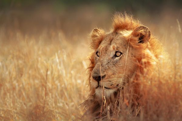 Merveilles d'Afrique du Sud pas cher photo 2