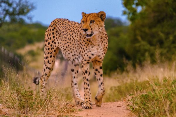 Circuit Du Cap de Bonne Espérance au Parc Kruger pas cher photo 13