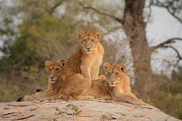 Circuit Du Cap de Bonne Espérance au Parc Kruger pas cher photo 14