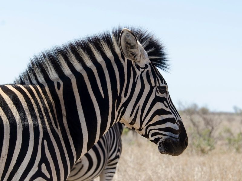 Splendeurs du Parc Kruger & Extension Chutes Victoria 13J/10N - 2025/2026 pas cher photo 8